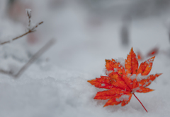 Snow leaves