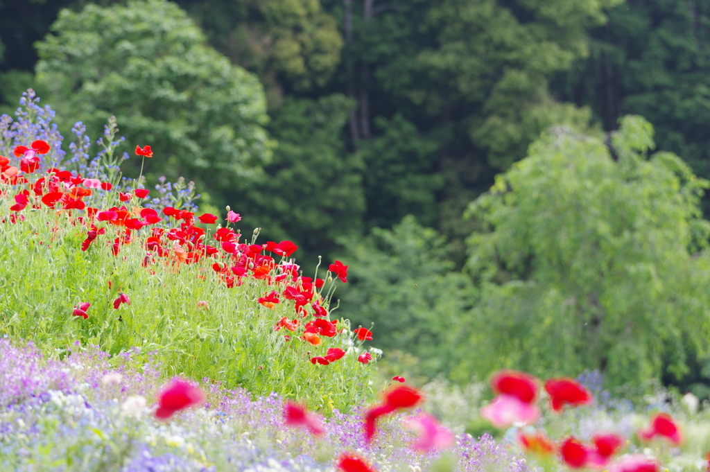 初夏の花畑