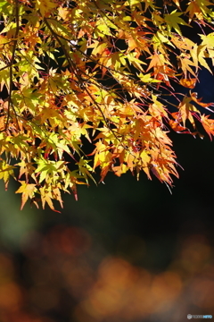 小国神社の紅葉3