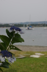 海辺の紫陽花