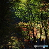 小国神社の紅葉2