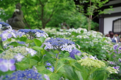 長谷寺の紫陽花