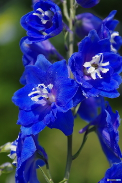 真っ青な花