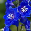 真っ青な花