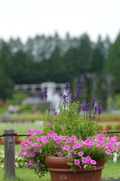 素敵な公園