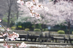 桜の季節へ