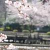 桜の季節へ