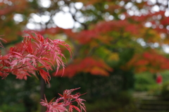 強羅の紅葉