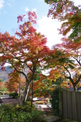 強羅公園の紅葉①