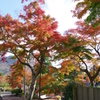 強羅公園の紅葉①