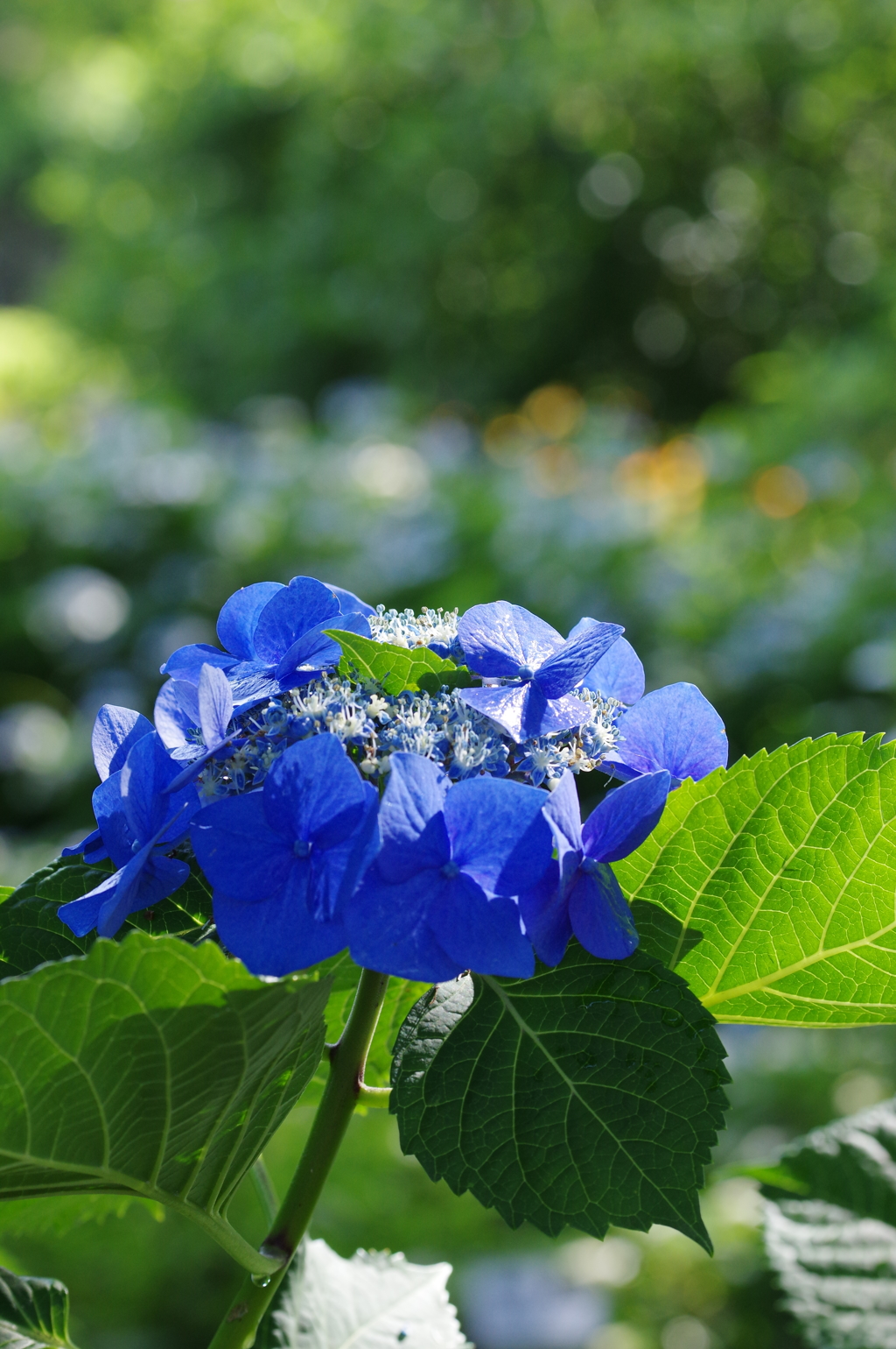 紫陽花2018-1