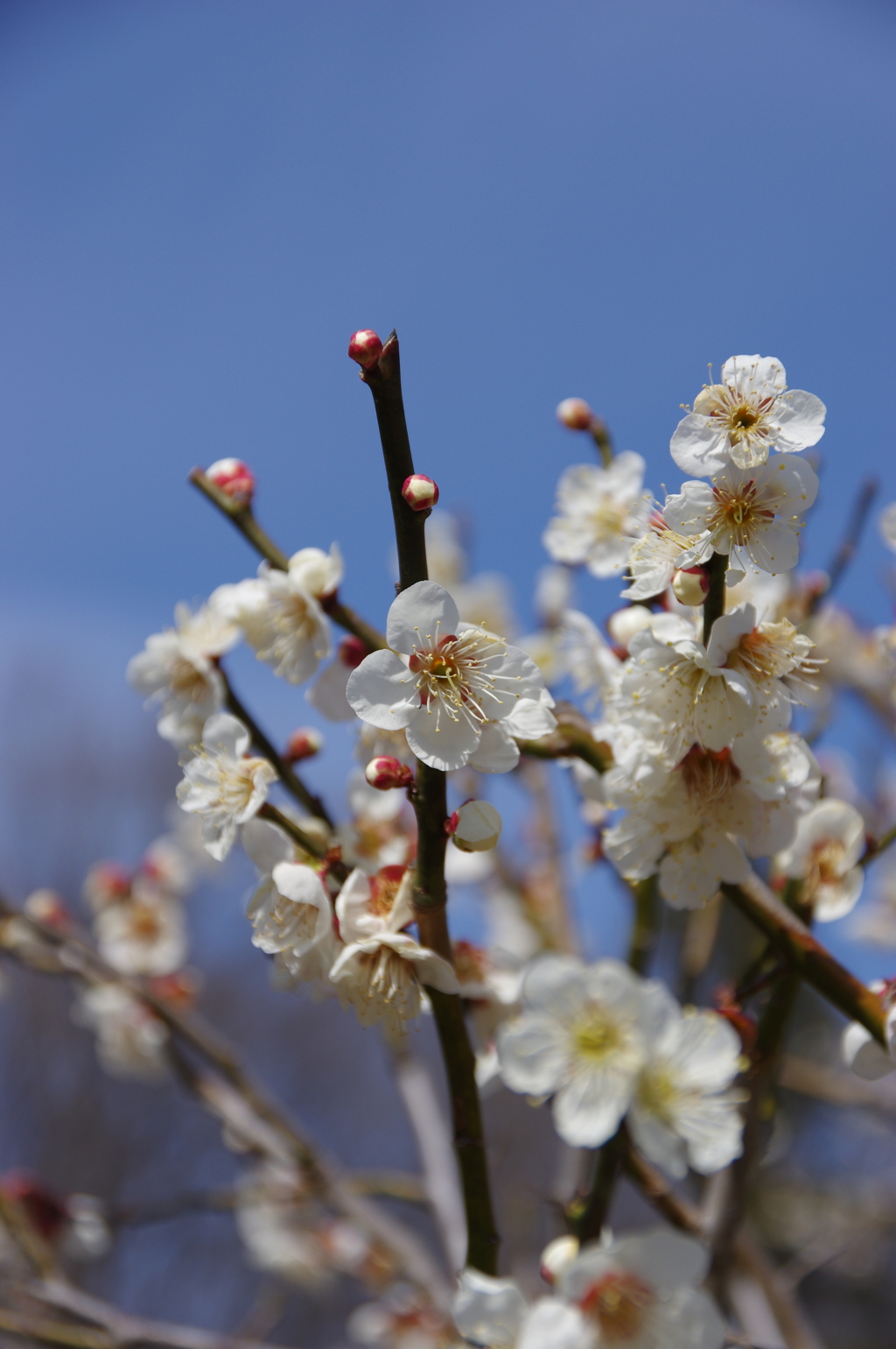 梅の花もまだ綺麗