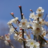 梅の花もまだ綺麗