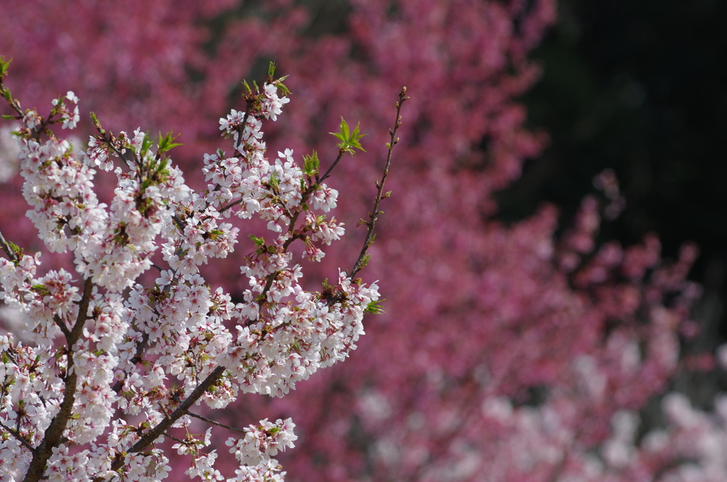 桜の季節