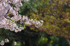 桜咲く