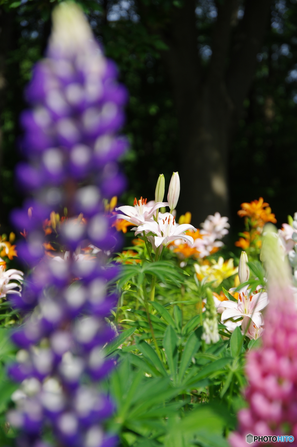 ゆりの花も咲き出して