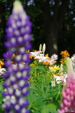 ゆりの花も咲き出して