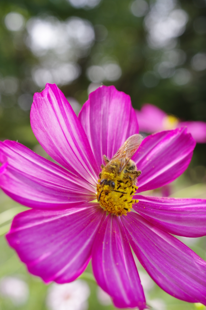 花粉にまみれて