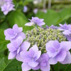 近所の紫陽花