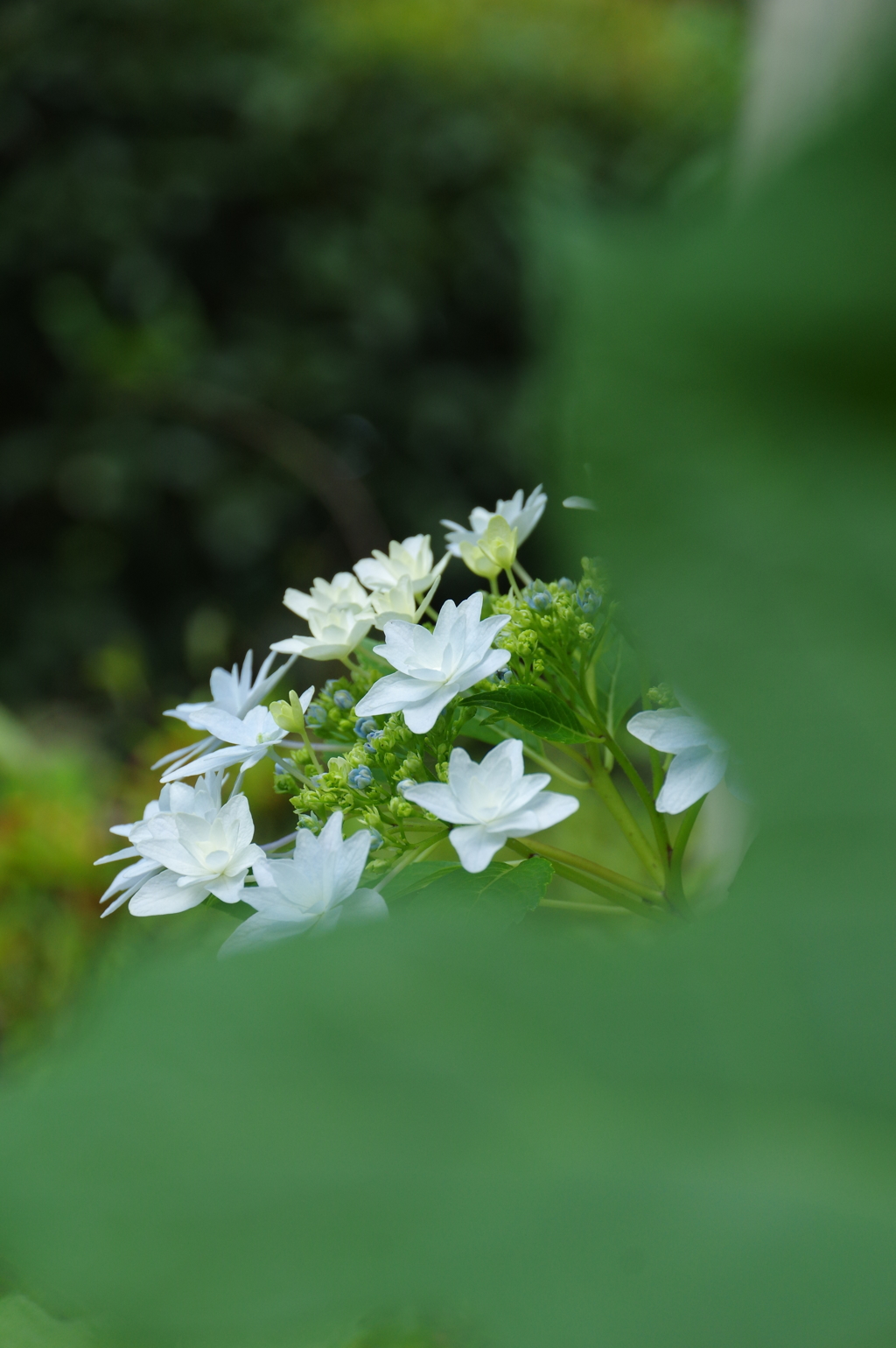 紫陽花の季節へ