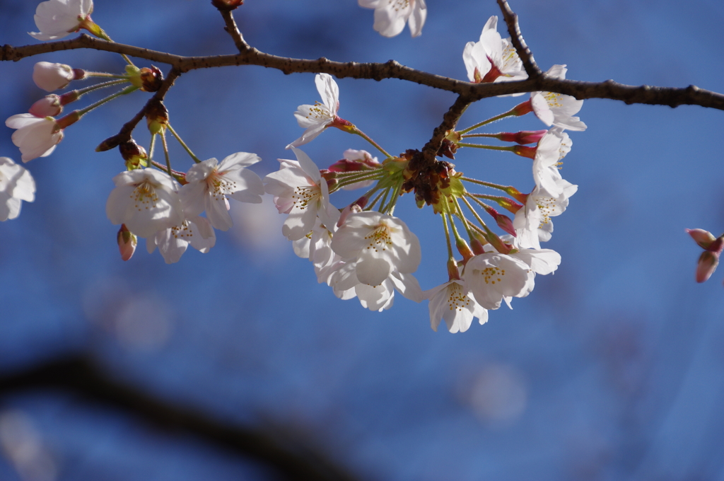開花が進んで
