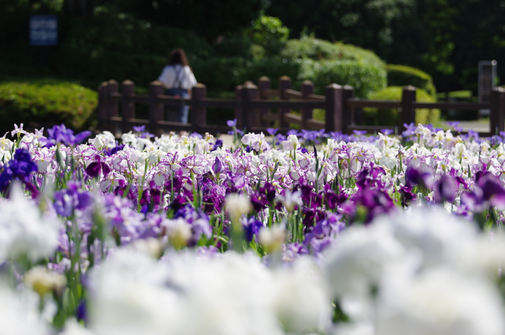 花菖蒲2018-1