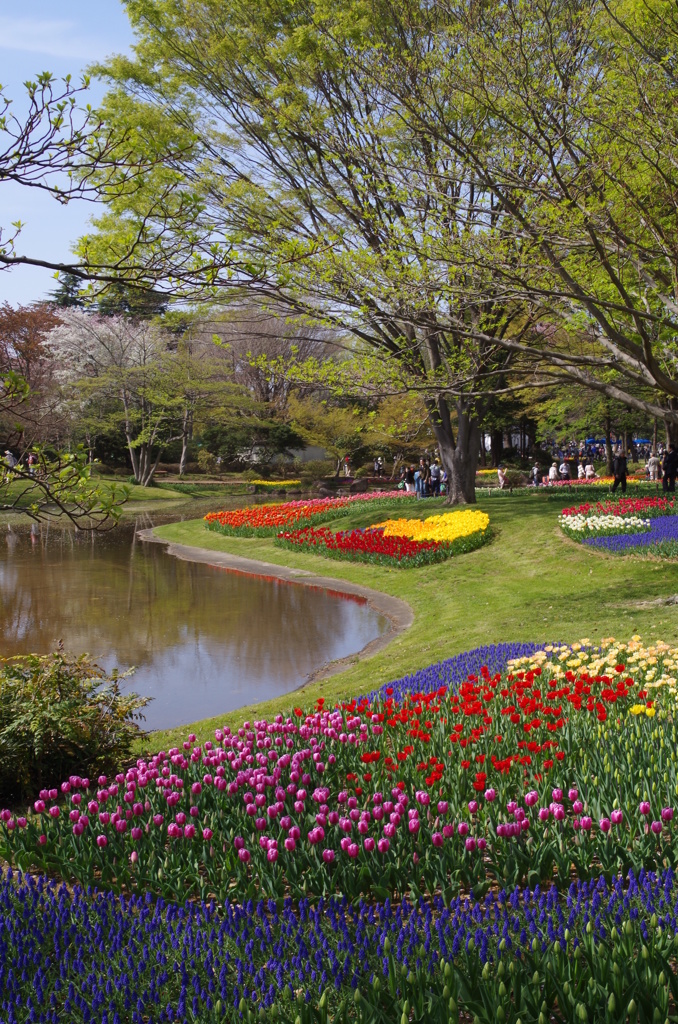 昭和記念公園のチューリップ_その３
