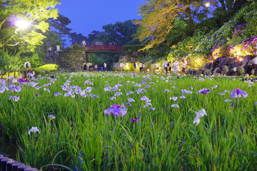小田原城あじさい菖蒲祭