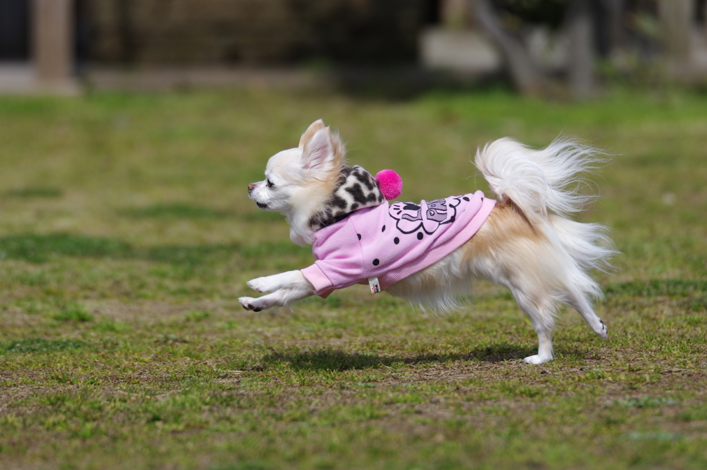 元気にダッシュ