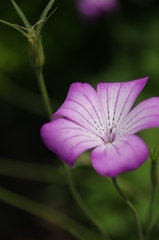 花のベッド