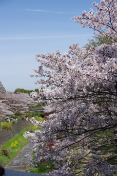 春の小川