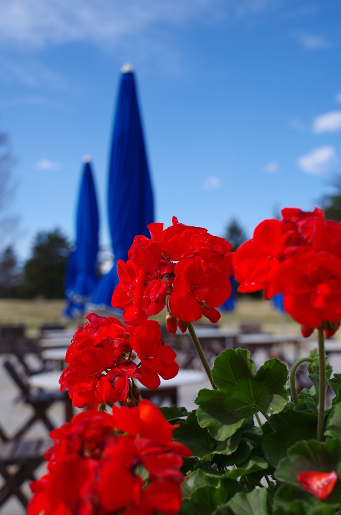 赤い花と青い空と傘