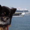 横浜港の愛犬