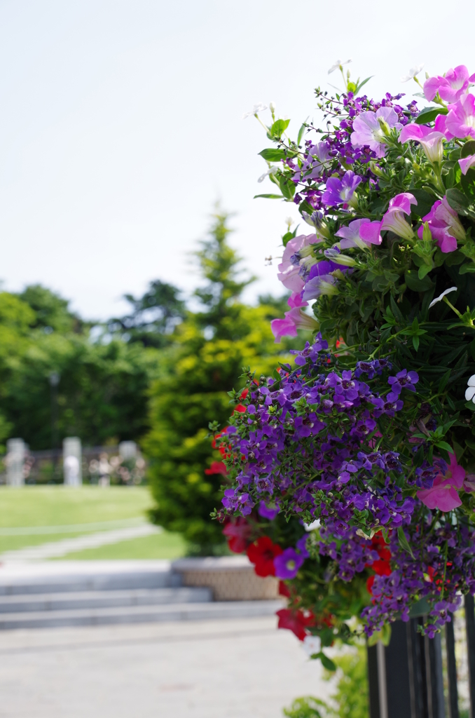 アメリカ山公園の花