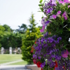 アメリカ山公園の花