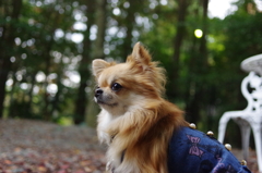 dog_stay