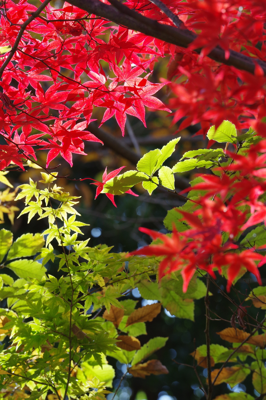 相模原公園の紅葉2