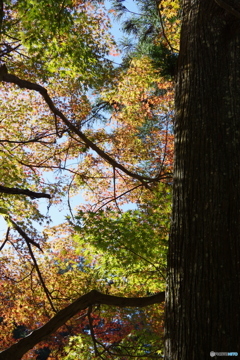 小国神社の紅葉1