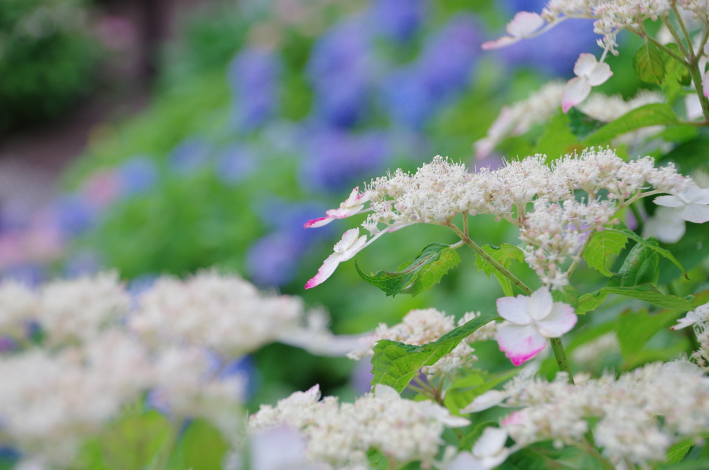 癒しの紫陽花