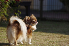 癒しの内股足