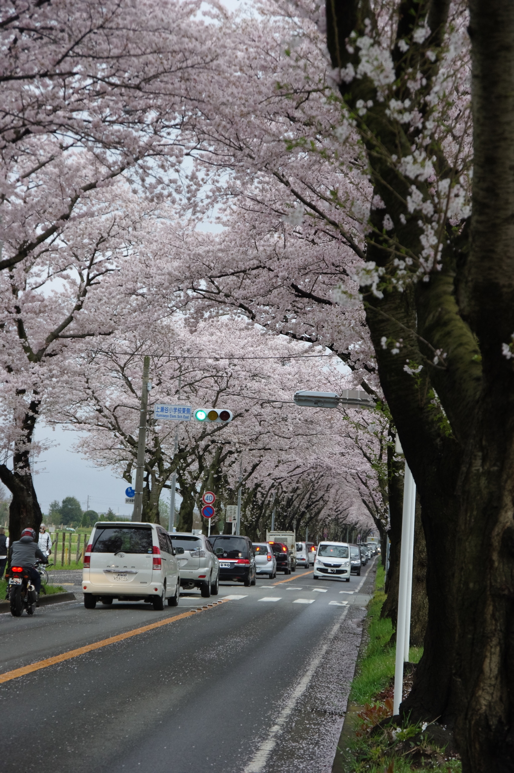 桜トンネル1