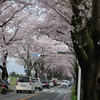 桜トンネル1