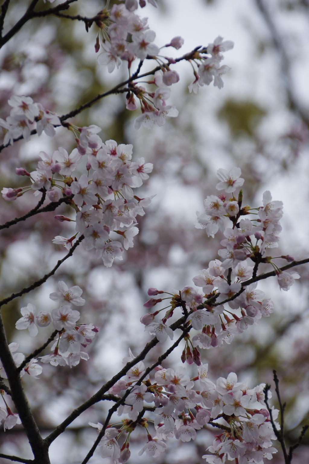 鎌倉・源氏山の桜