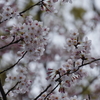 鎌倉・源氏山の桜