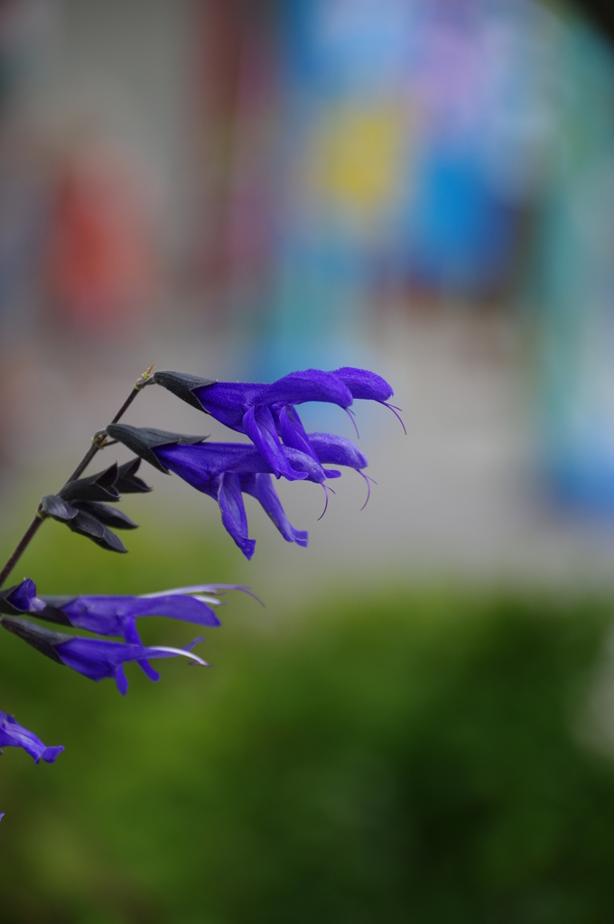 怪獣花を発見