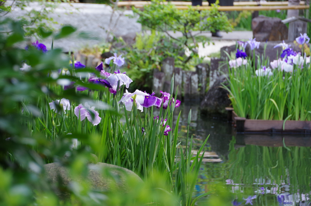 長谷寺の花菖蒲