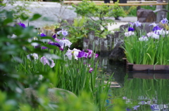 長谷寺の花菖蒲