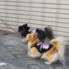 えっさっほいさっ