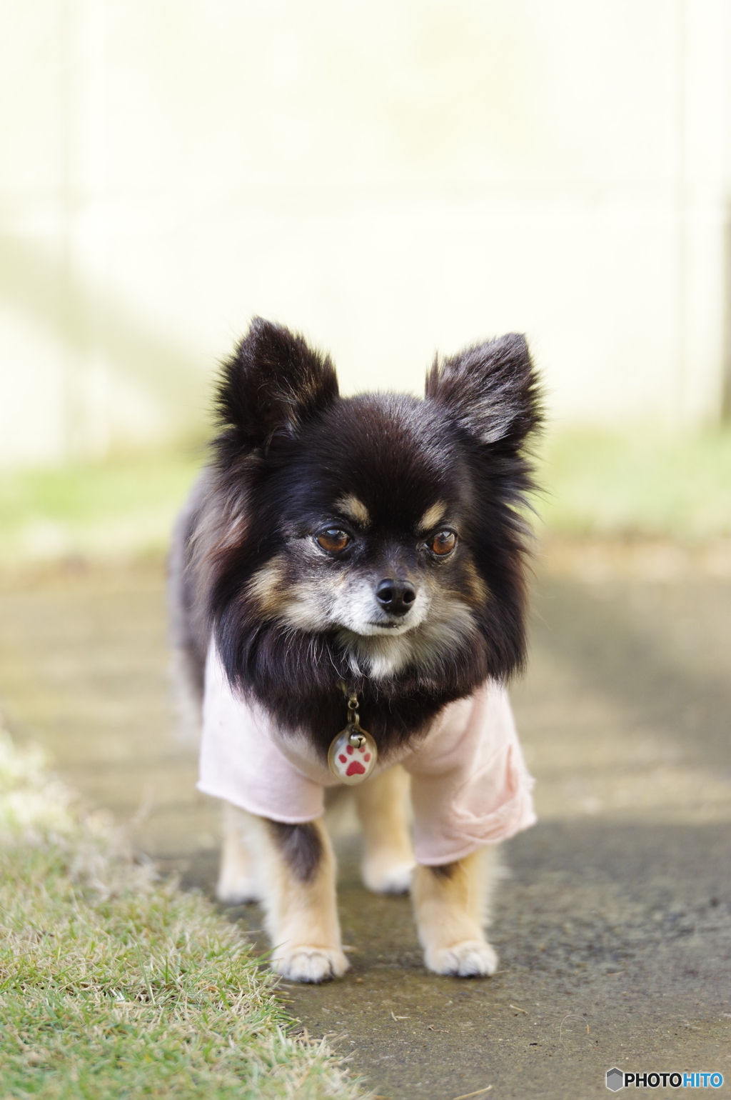 うつろな愛犬