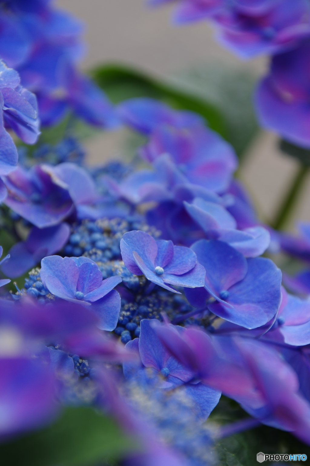 花言葉は「うつりぎ」